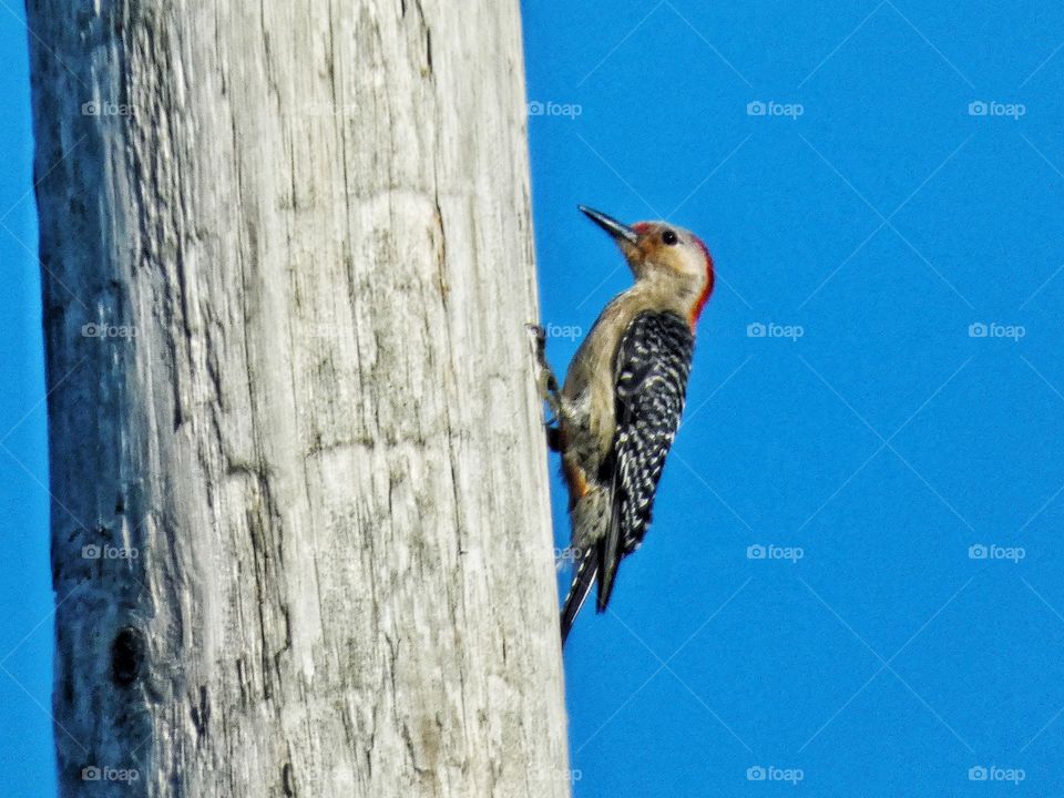 red bellied woodpecker