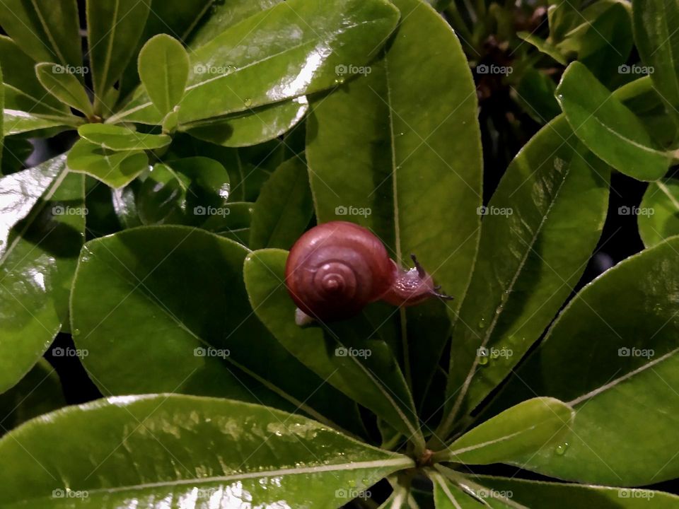 snail