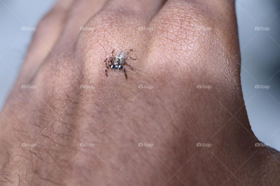 spider on my hand
