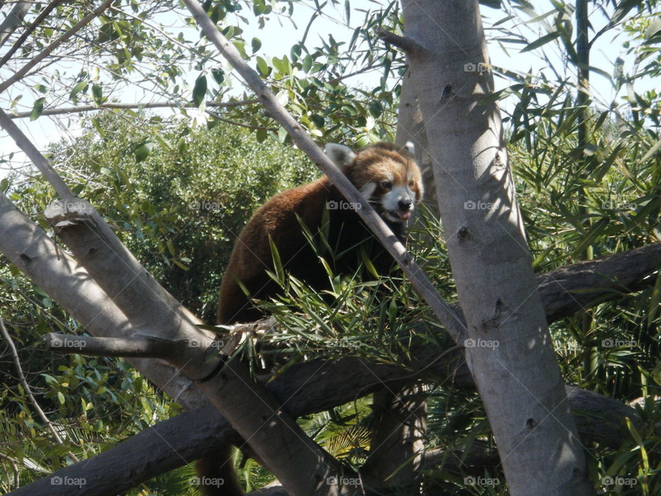 Red panda at Au