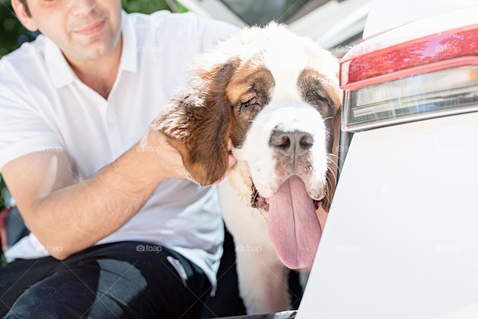 st Bernard dog at the car