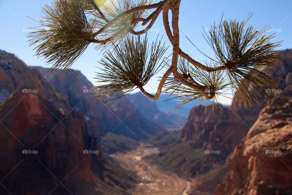 Zion . Overview from angels landing 