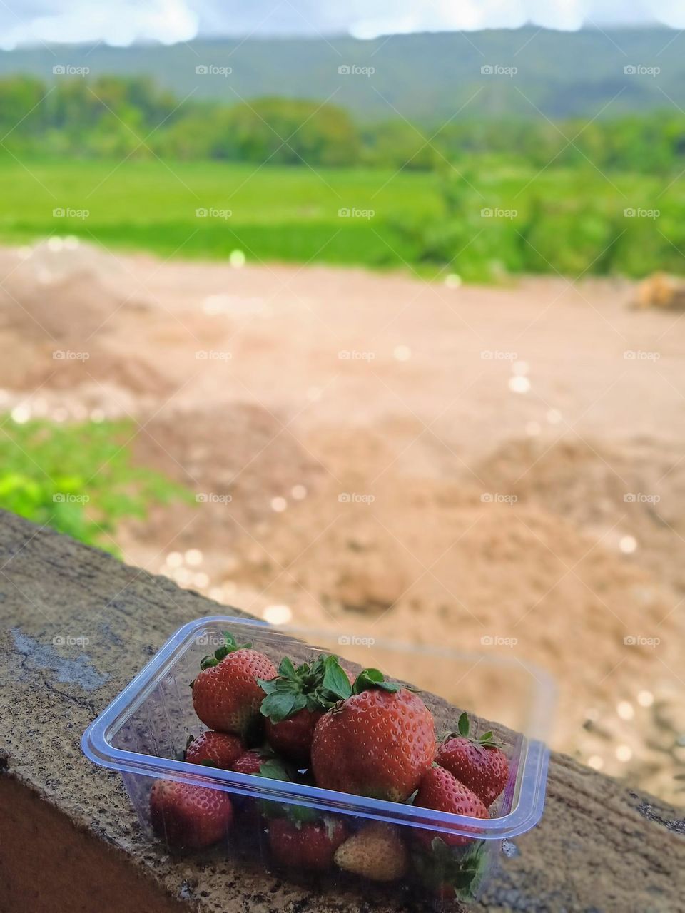 strawberry philippines