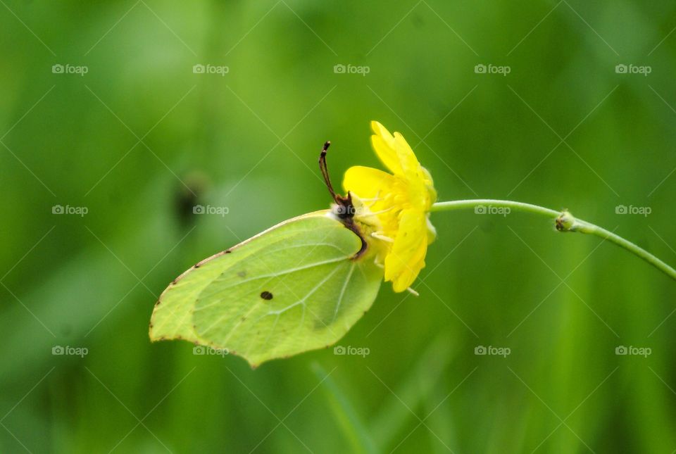 Butterfly on yellow flower