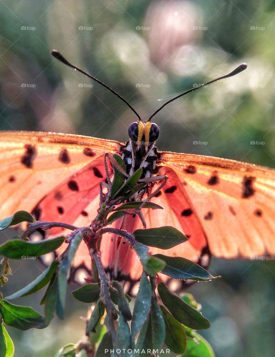 Back light butterfly
