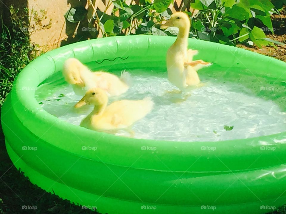 Fuzzy pekin ducklings frolicking in the pool
