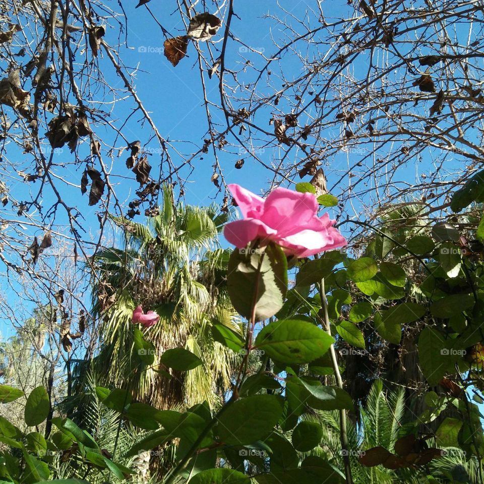 Beautiful flowers.