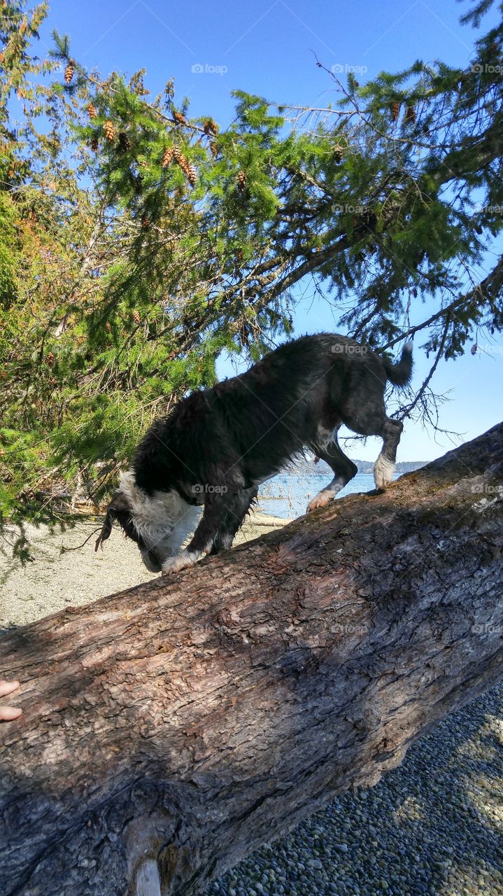 Dogs can climb trees