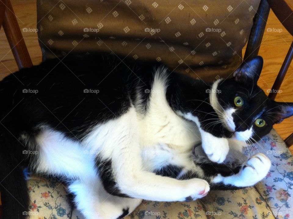 Naboo in His Chair. My grandmother's cat was being cute in the rocking chair.