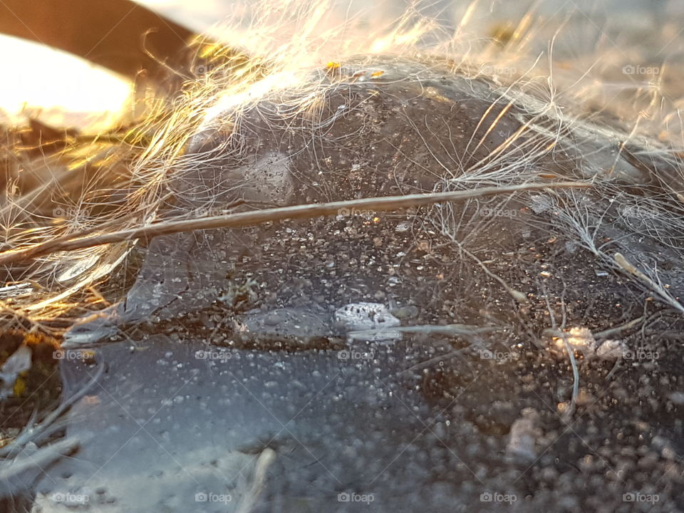 wasserblase auf dem Weiher