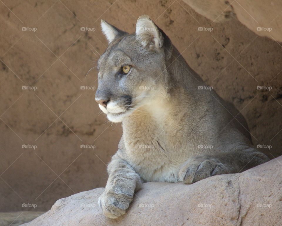 Mountain Lion