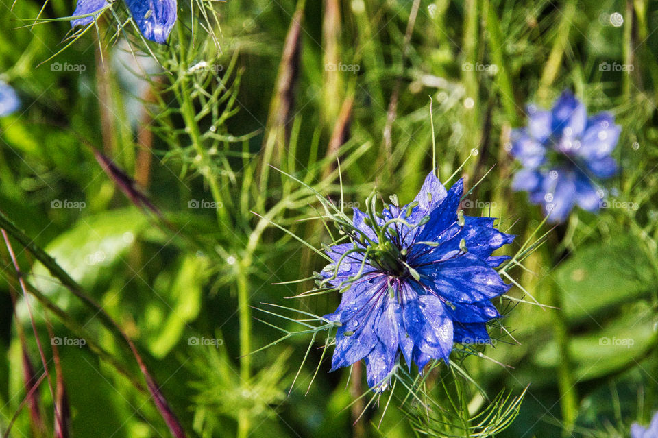 flowers in the garden