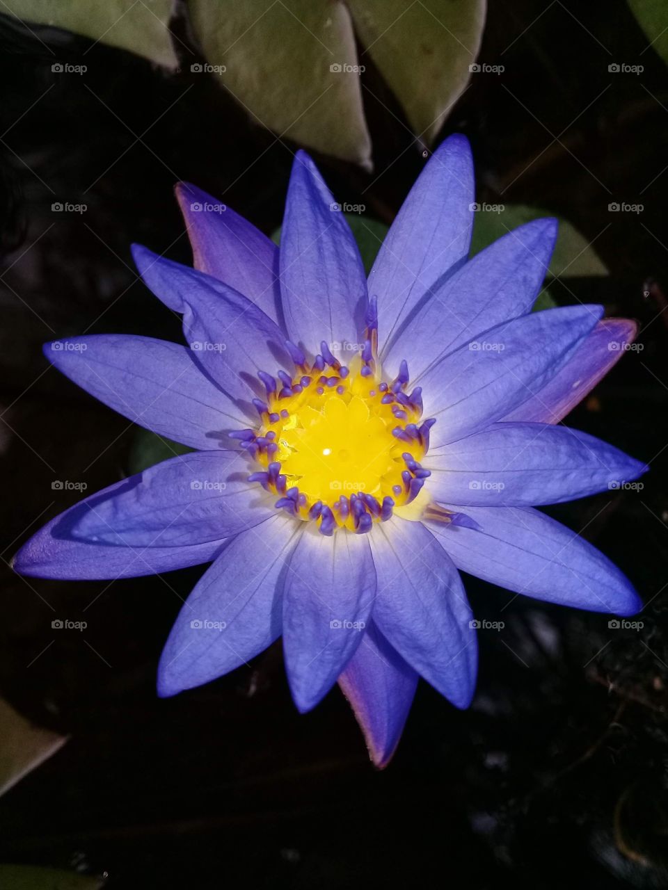 Bright purple water Lilly flower in fish pond