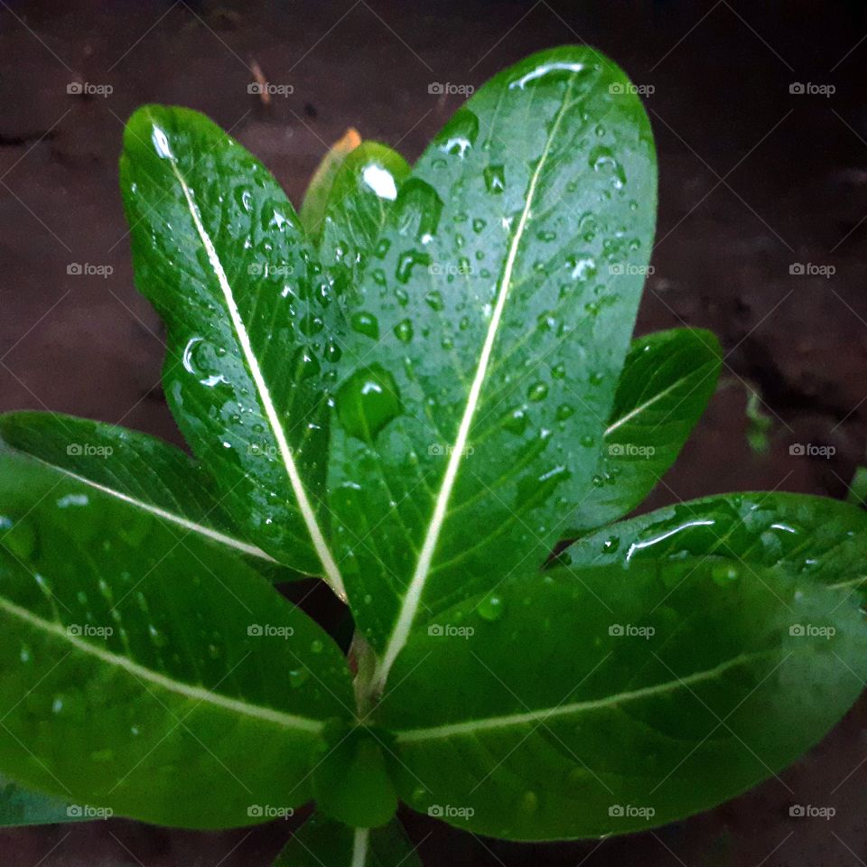 Leaves, Plant, Water Spray