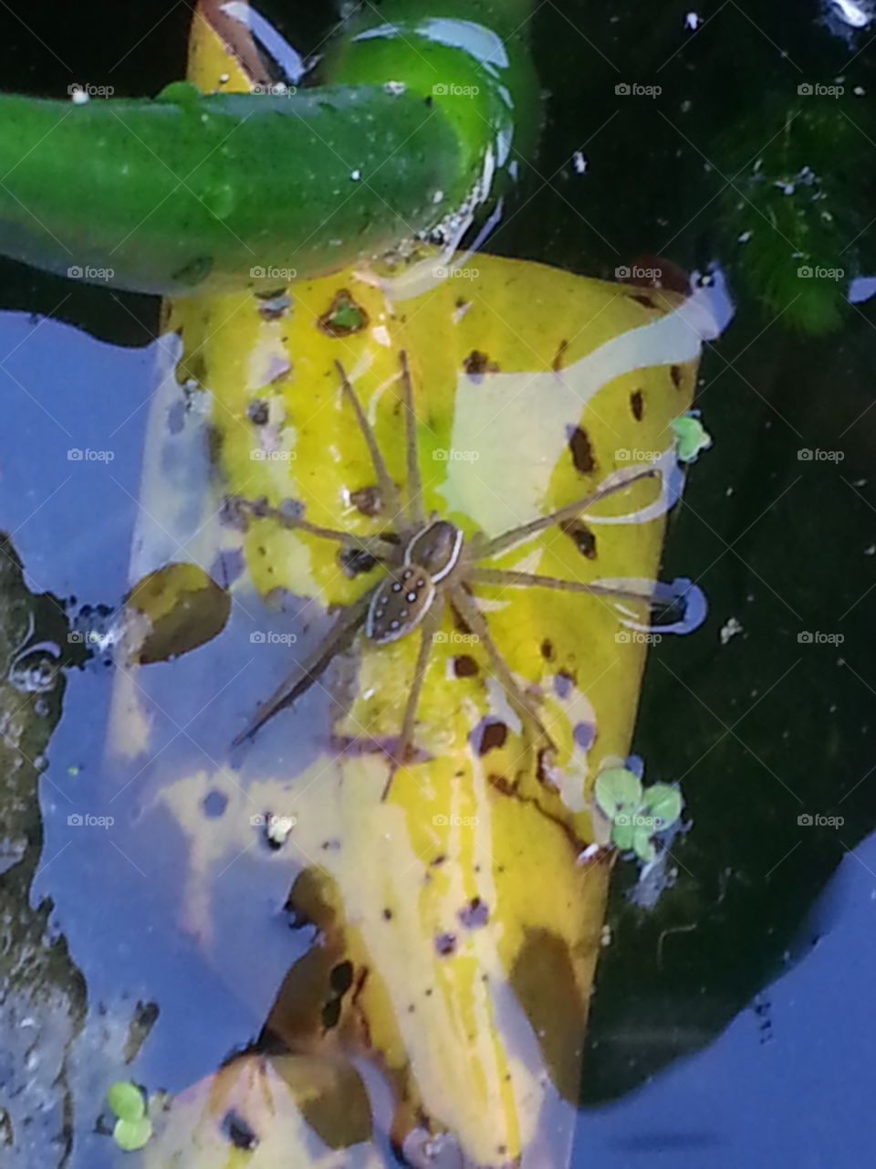 creepy spider. took while fishing