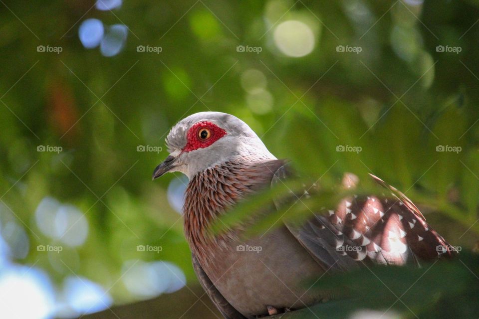 Red eyed pigeon