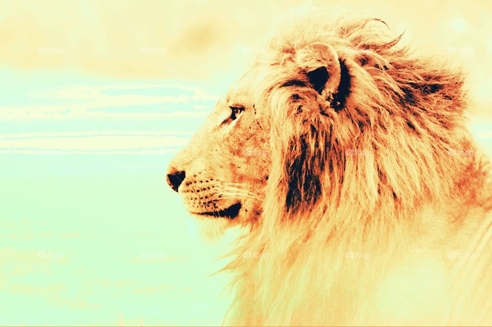 lion