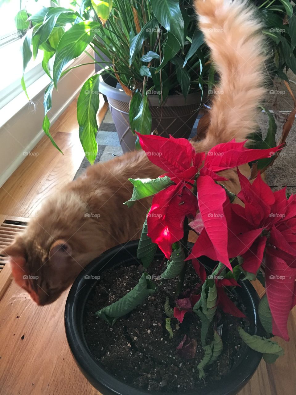 A beautiful, orange, long-haired cat (named Apollo) walking next to a red poinsettia with a healthy green peace plant in the background