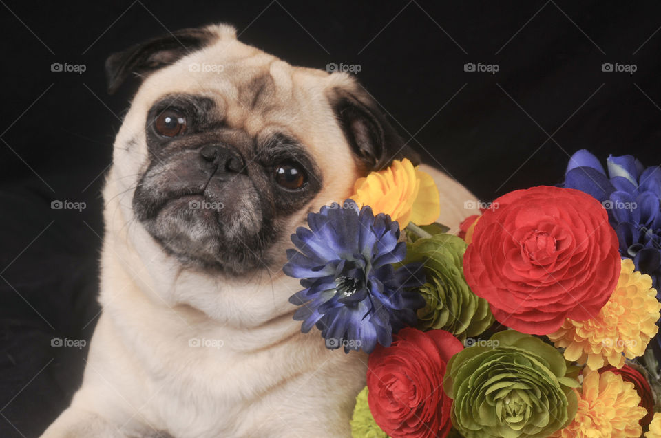 Pug with colorful flowers