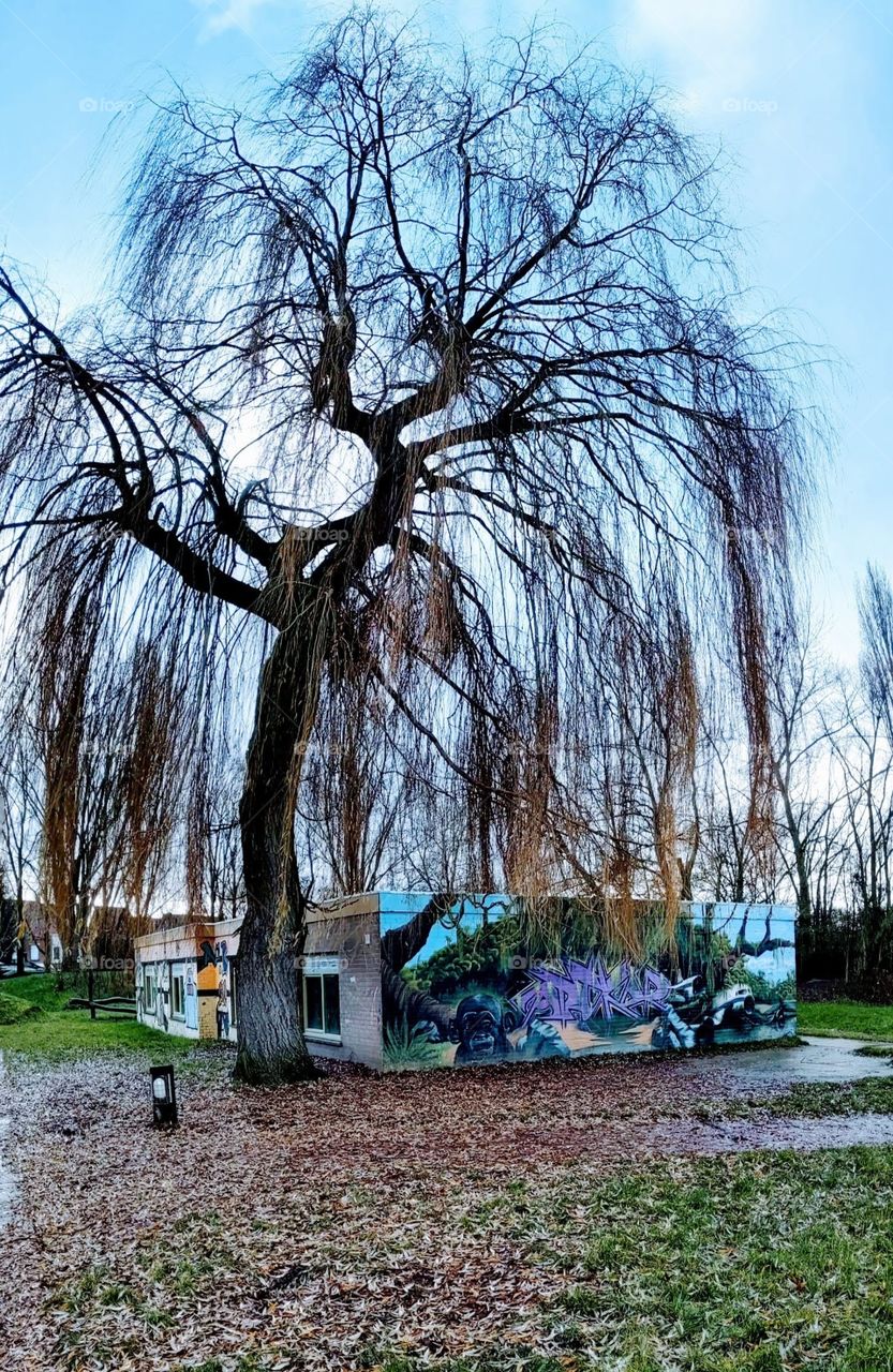 streetart under the willowtree