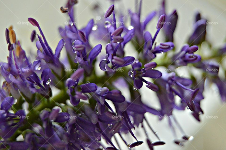 Water droplets on lavender flower