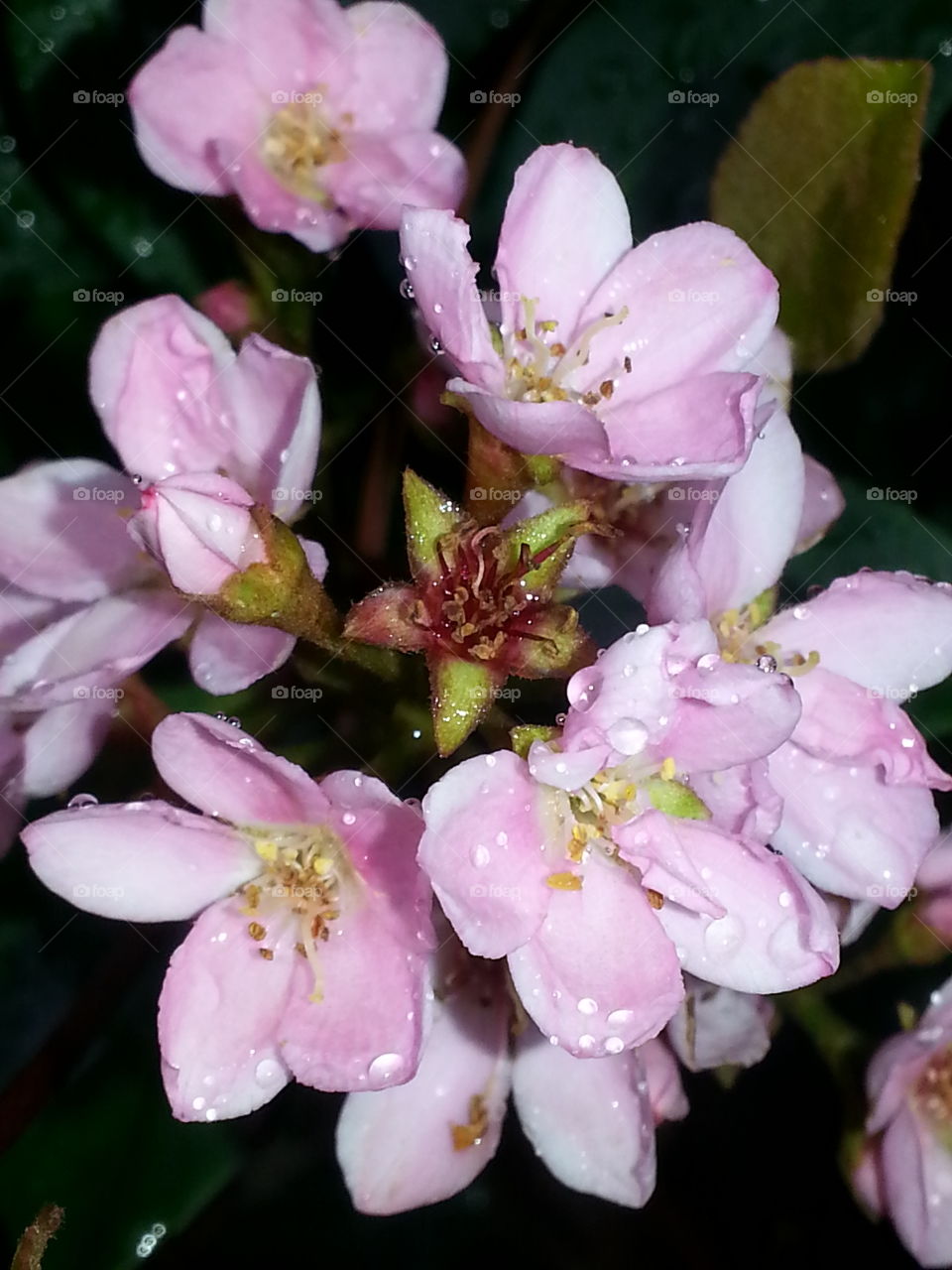 more rain and flowers