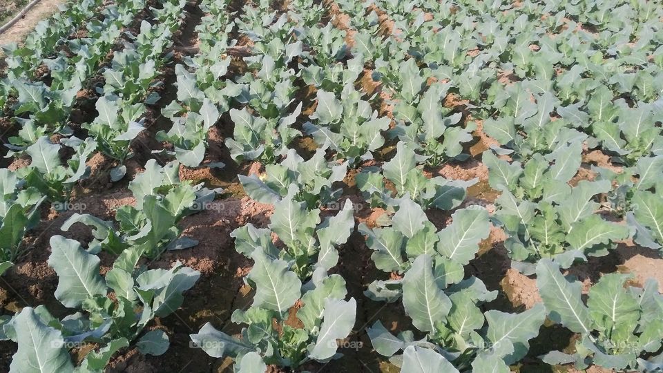 Cauliflower cultivation in the garden.