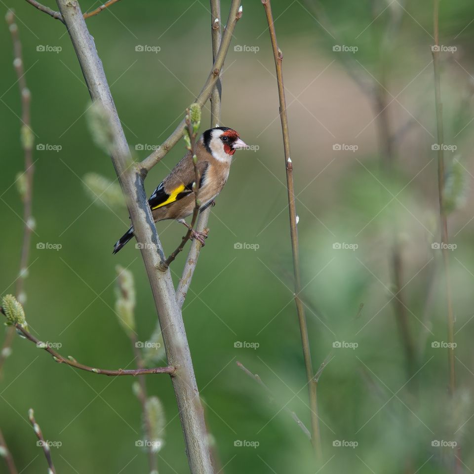 Bird, Wildlife, No Person, Nature, Finch