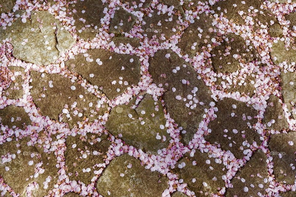 Stone path covered with pink cherry blossom petals