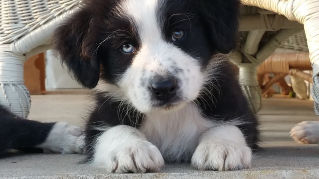 dog