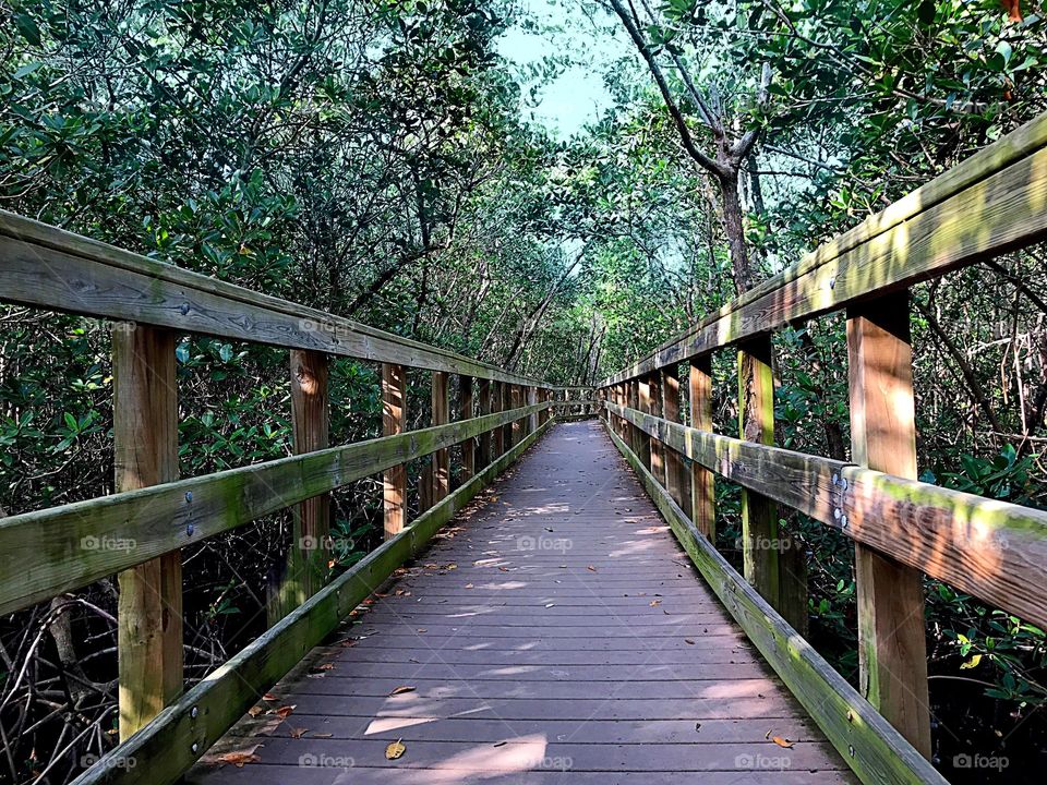 Boardwalk through the forest 