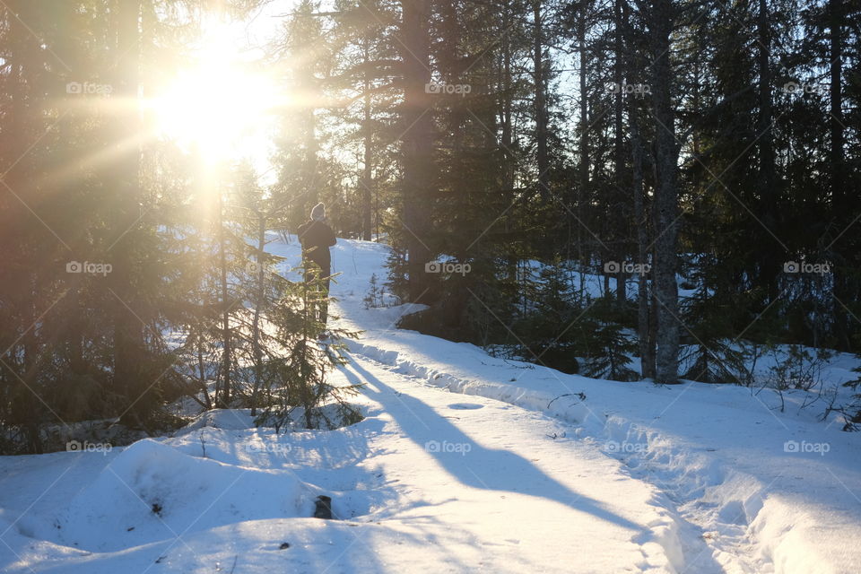 Snow, Winter, Cold, Frost, Frozen