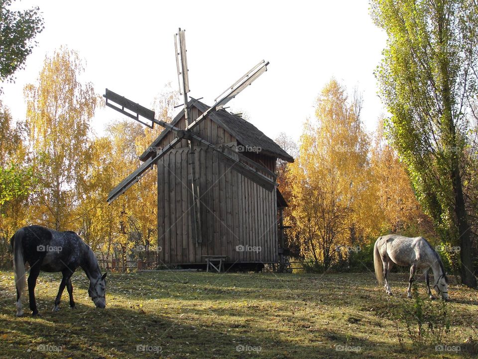 Mill and horses in early autumn
