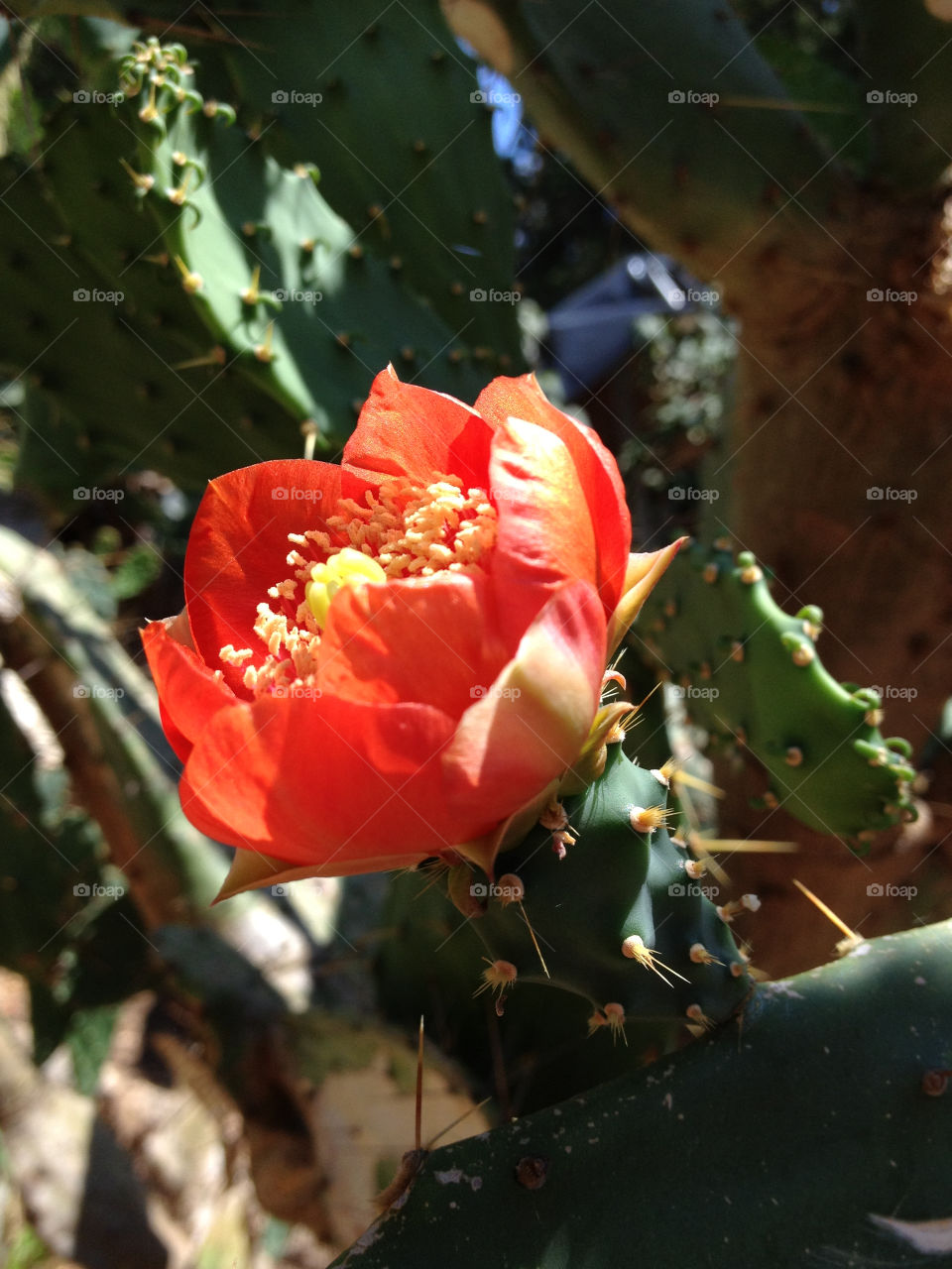 yellow flower orange blomma by cabday