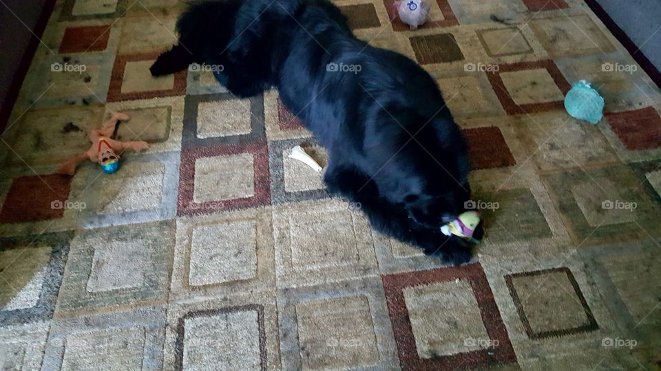 People, No Person, One, Pavement, Dog