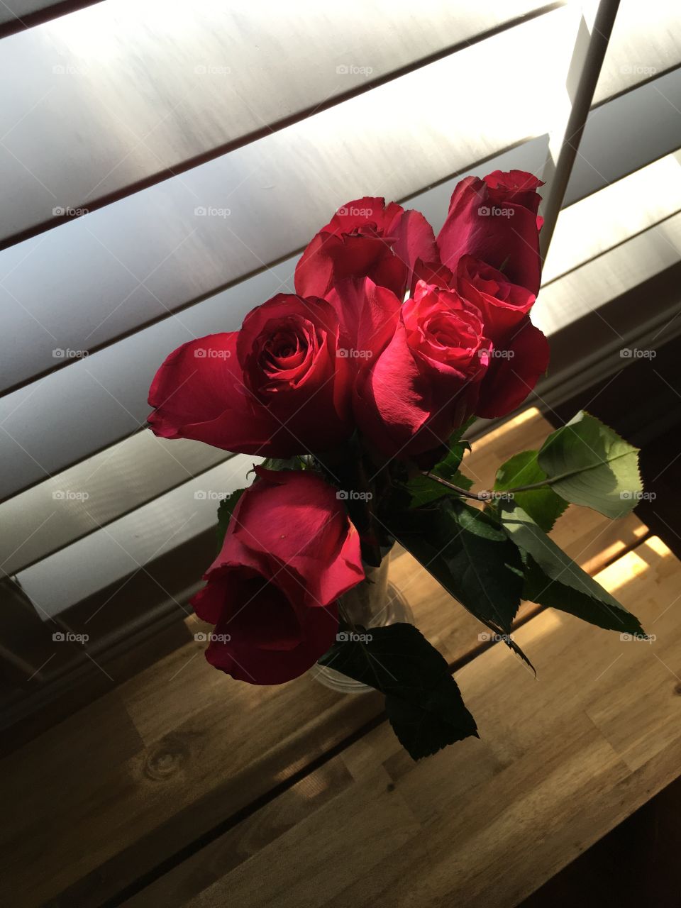 Roses in the sunshine 🌹