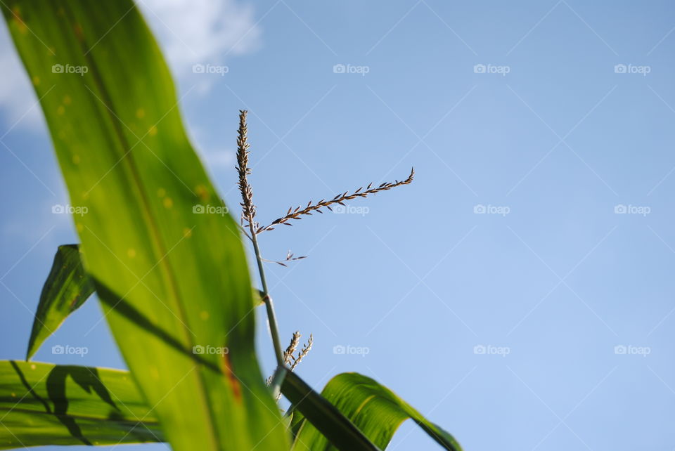 Reaching for the Sky