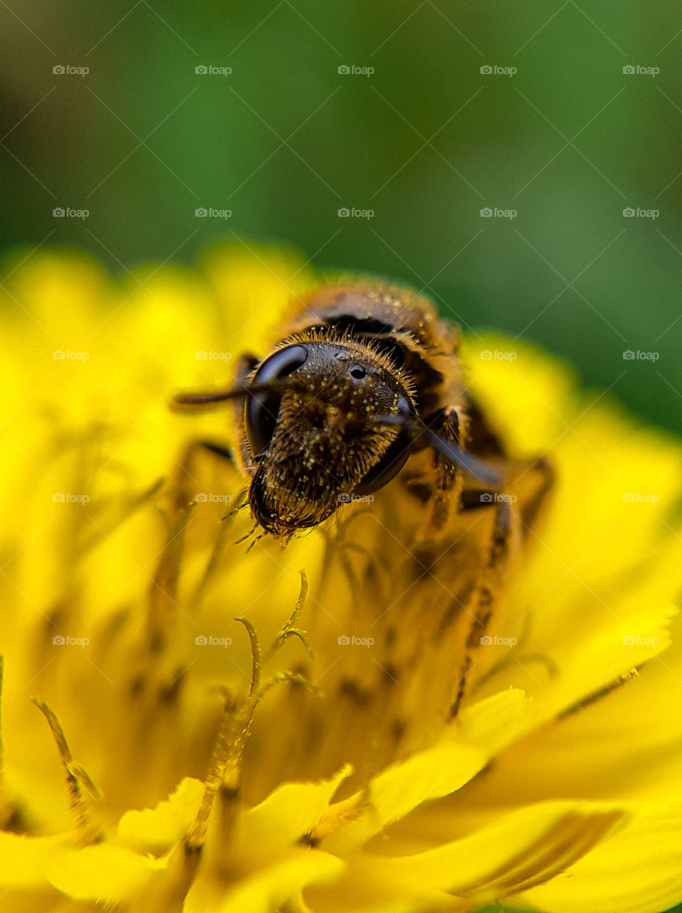 macrophoto of a bee on the yellow flower made with phone