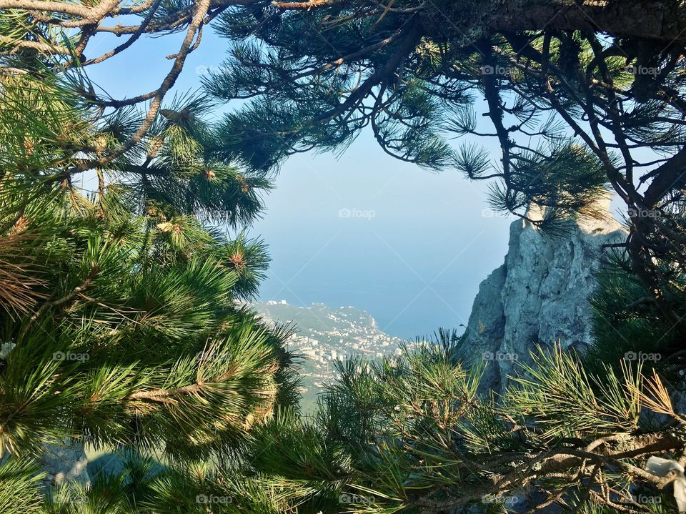 View through the forest from above 