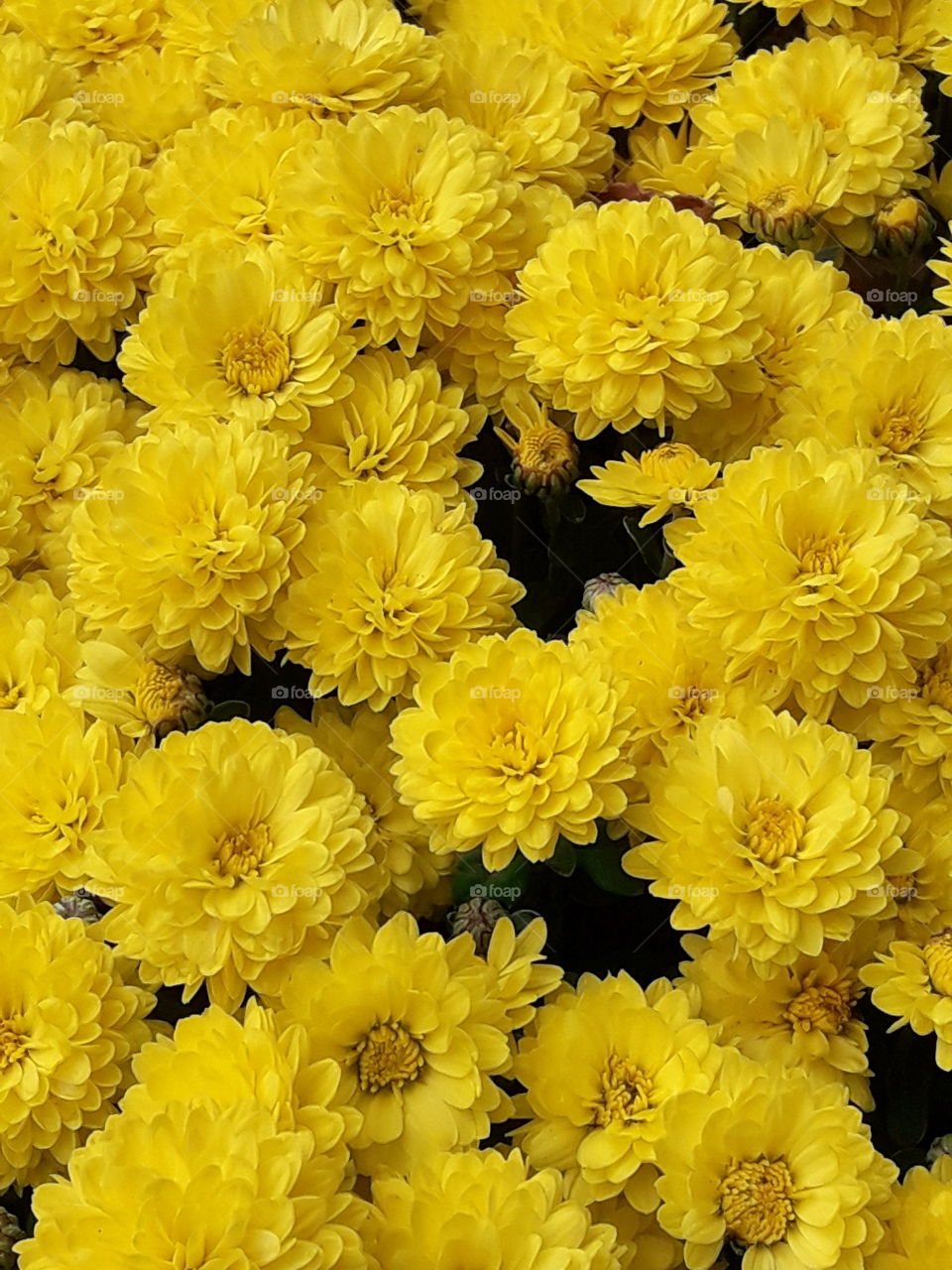 красивые жёлтые цветы.