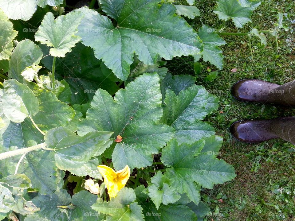 A rainy day in the garden. I borrowed my husbands rubber boots.