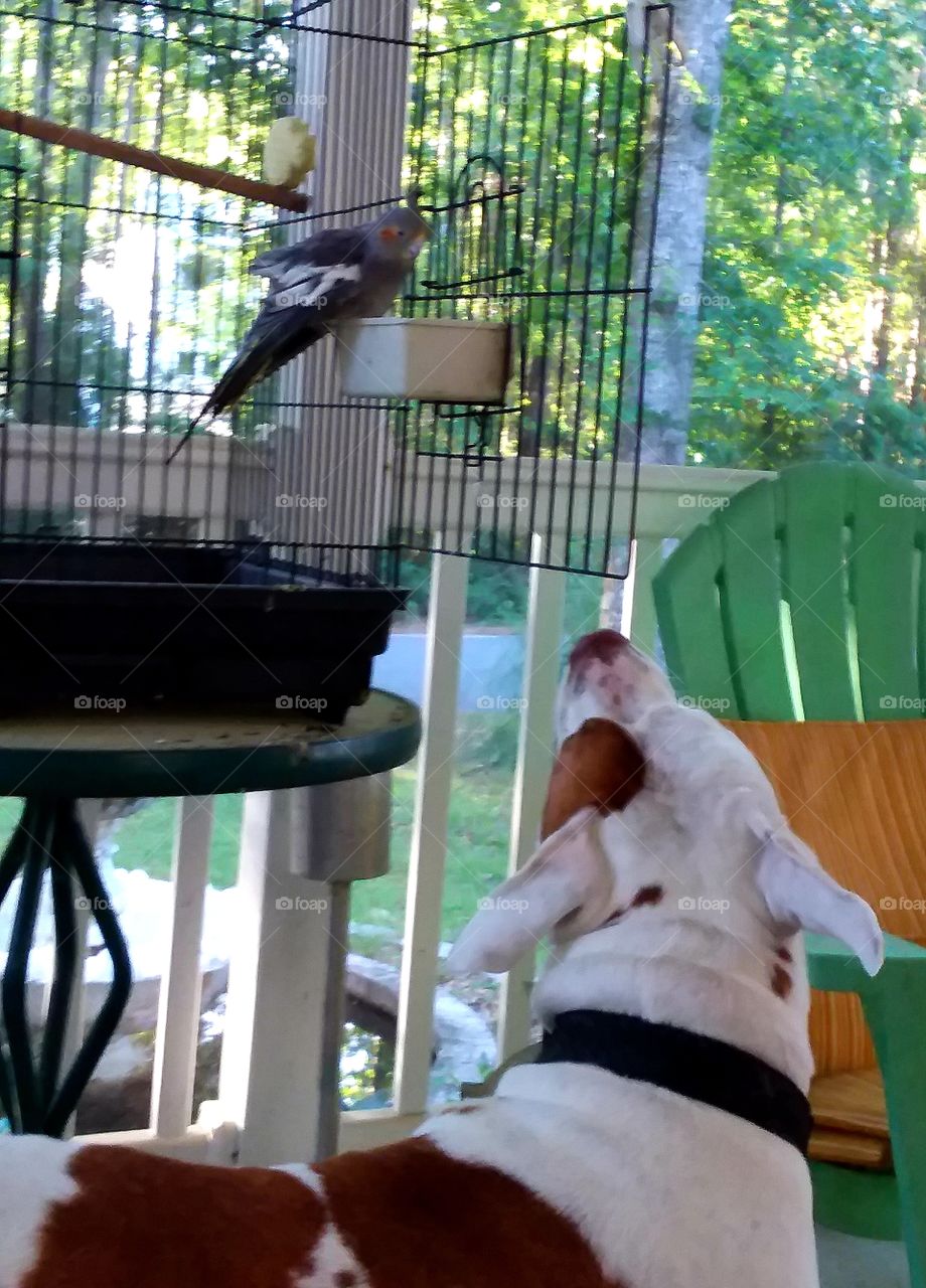 Tweety bird is also a rescue cockatiel  she is a sweetheart and sharing her  breakfast with Mindy❤