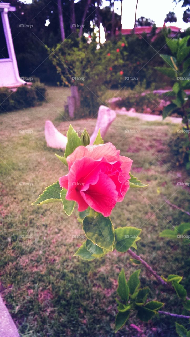Bright Rose