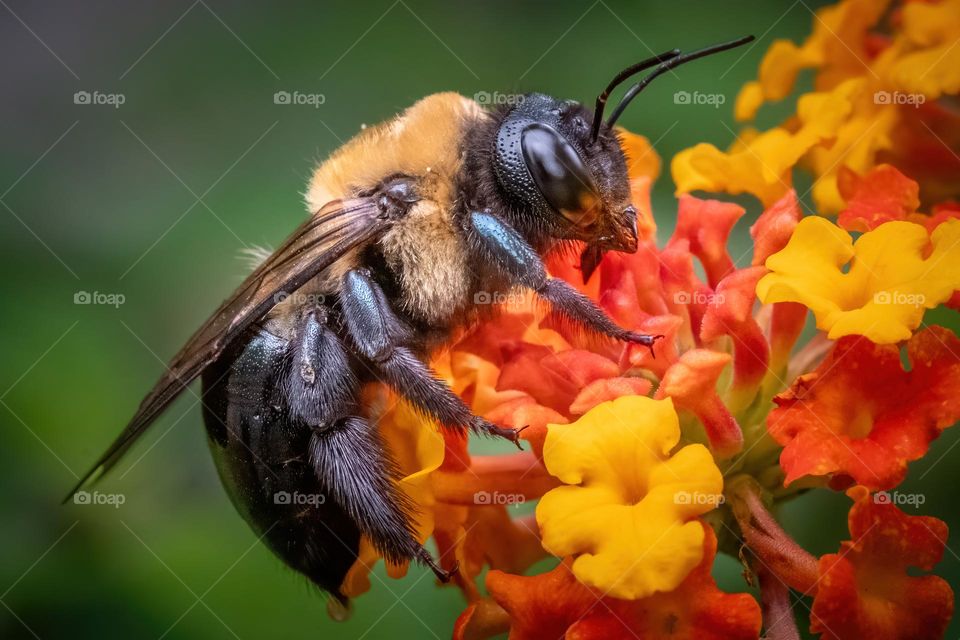 An eastern carpenter bee is having a ball on the lantana blooms. 