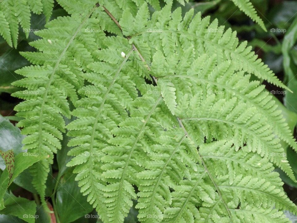 Fern