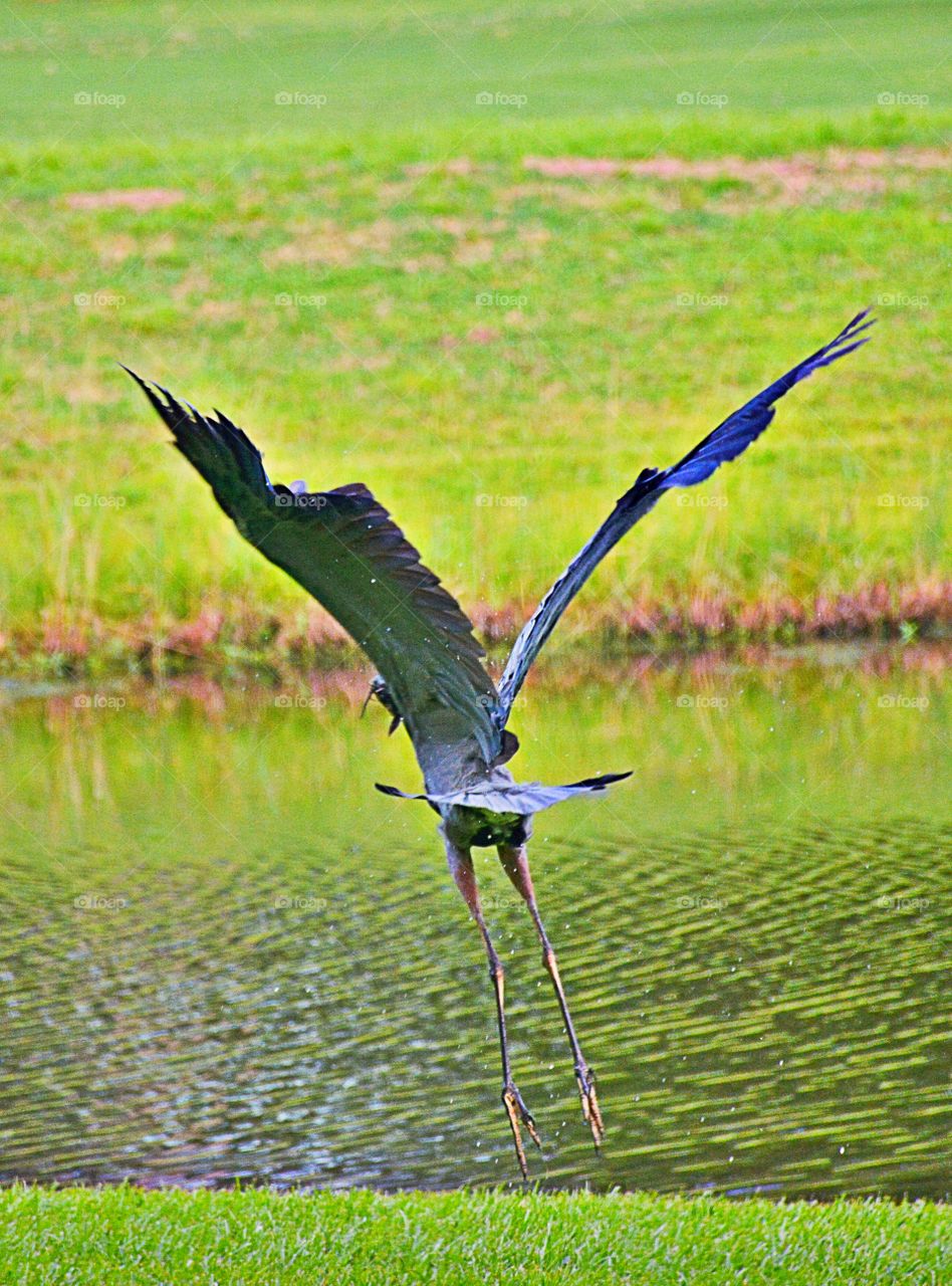 Great Blue in flight 