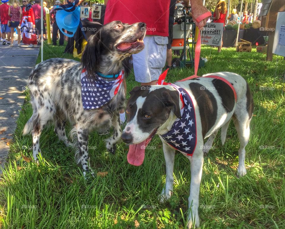 Man walking his dogs 