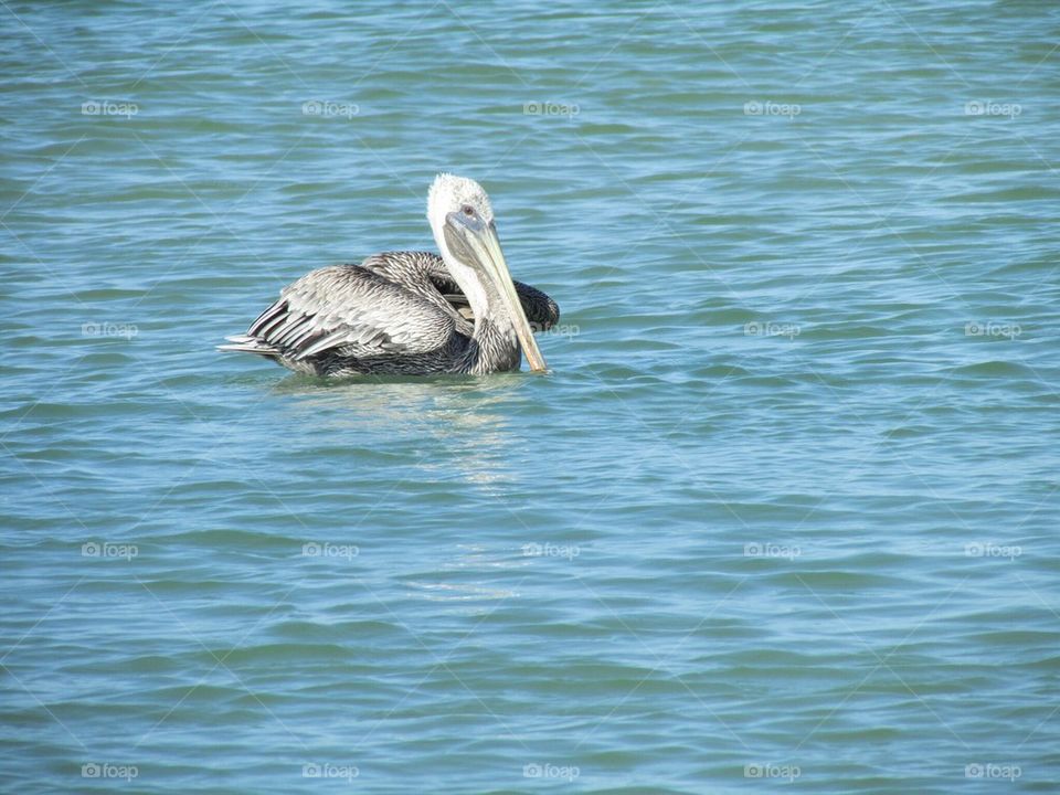 Pelican