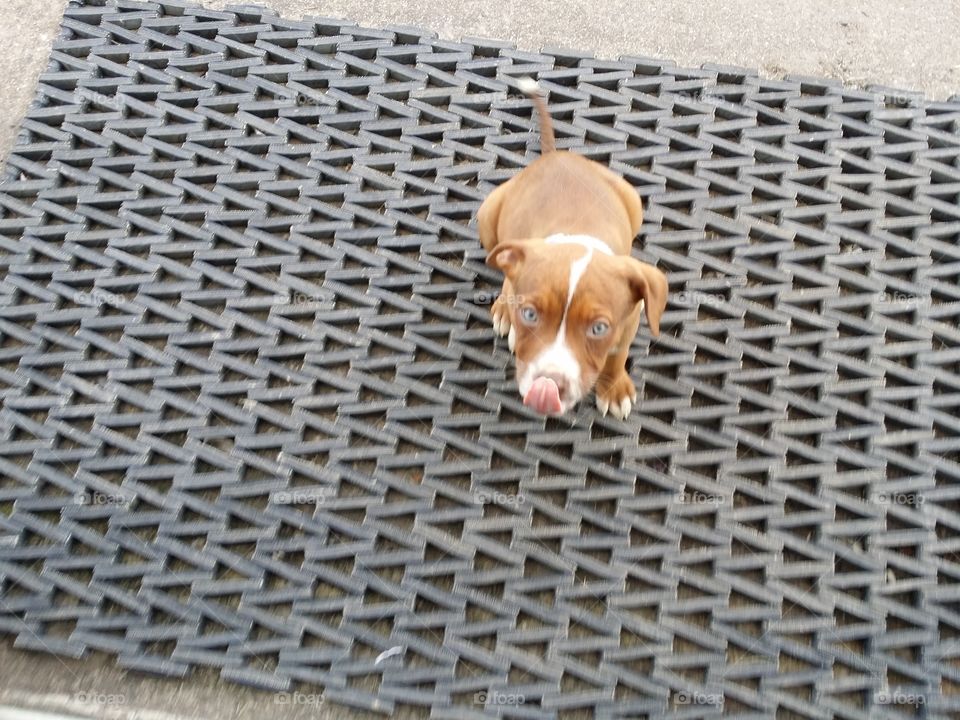 Catahoula pit bull terrier cross with green eyes blaze face and brindle coat sitting on a mat outside looking up with her tongue licking her lips