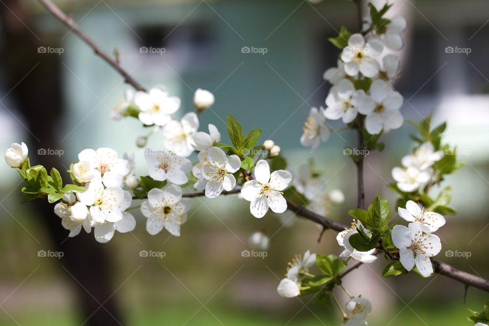 Cherry plum flower in town